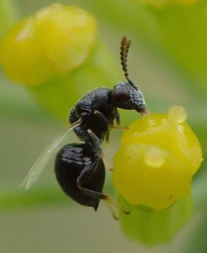 Eurytoma sp.